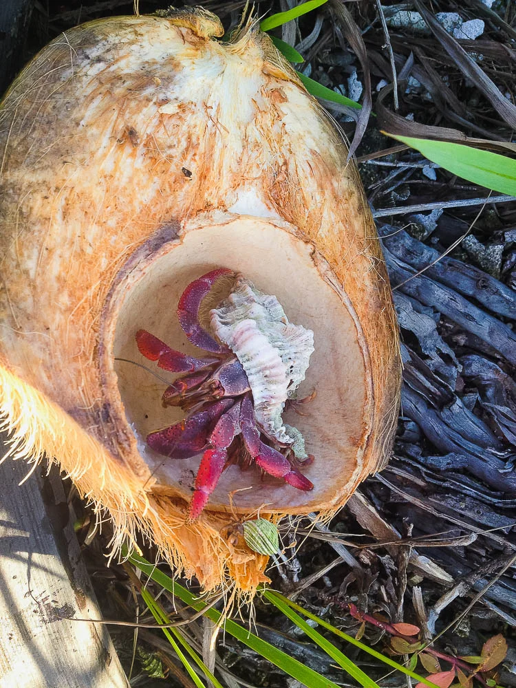 a coconut is not the best hiding place, as it out...