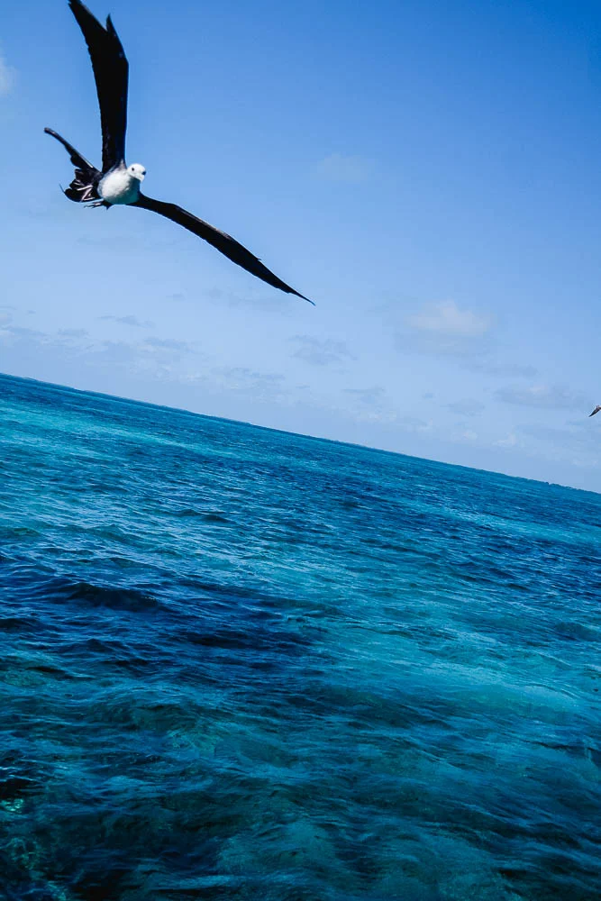seagull trying his luck for a seafood snack off the back of the boat