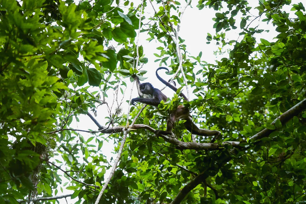 abundance of wildlife in the forest, including toucans and these acrobats!