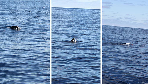 aBrandNewLife-OTL-TheTunaAndTheSeal-02.jpeg