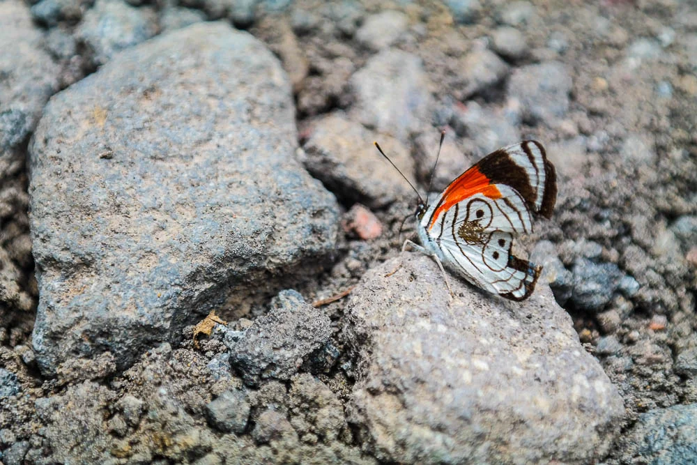 sharing the trail with hundreds of butterflies