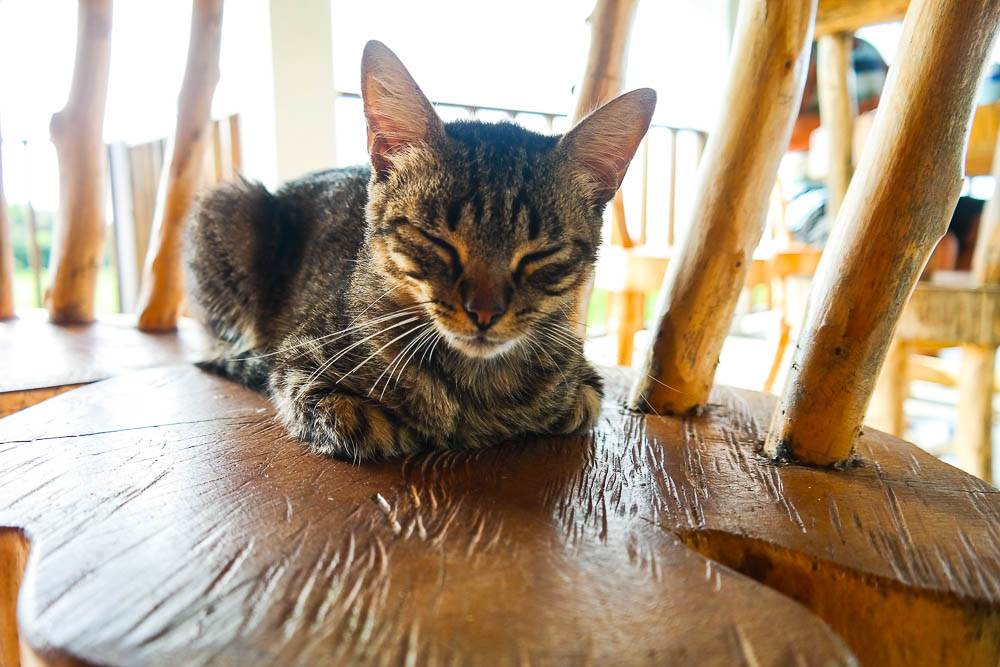 surf camp cat