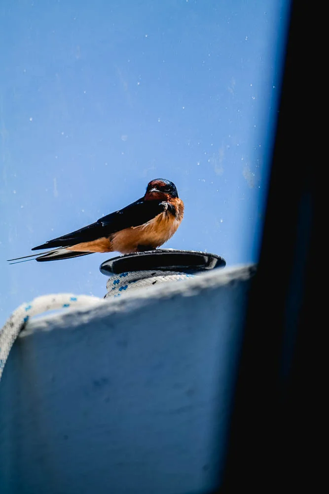 this guy hitched a ride and even came inside the boat to say hi