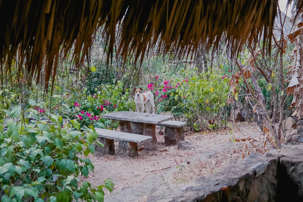 the local watch dog outside our cabana