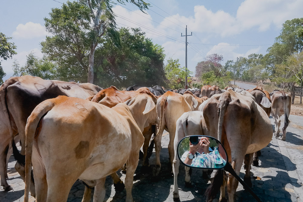 "pedestrians" on the "highway" around the island of Ometepe
