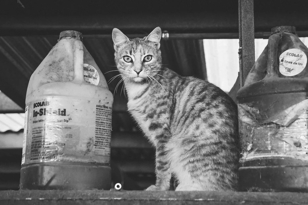 resident mouse catcher