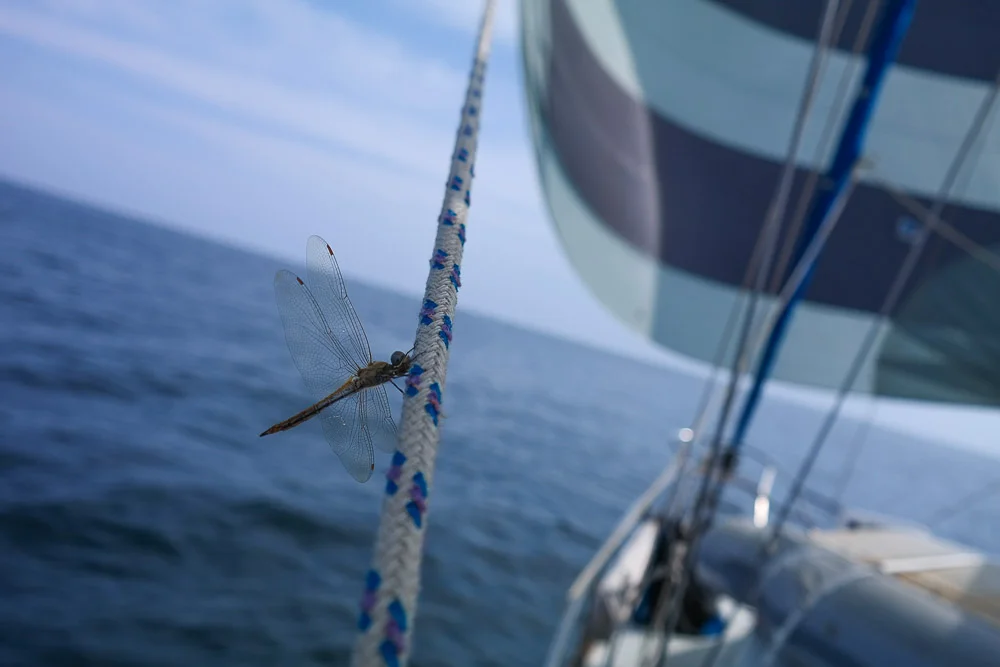 stowaway hitching a ride from Panama