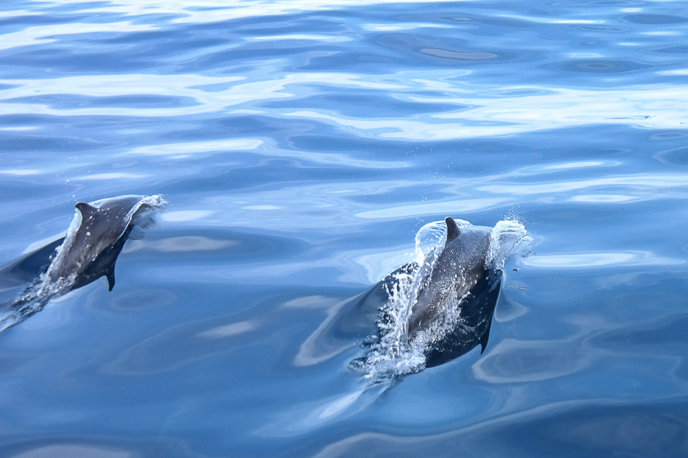 saw SO many of these guys, the babies were the cutest - always lifts our spirits