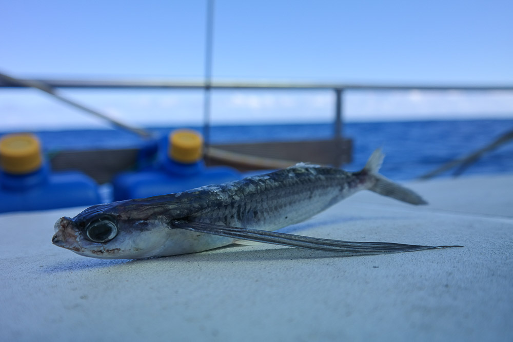 our deck was like a seafood buffet every day, with all the sea creatures that got washed up by the waves