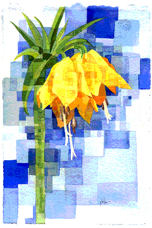  Fritillaria 