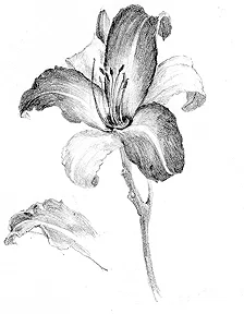 Bicolour-Daylily 2.jpg