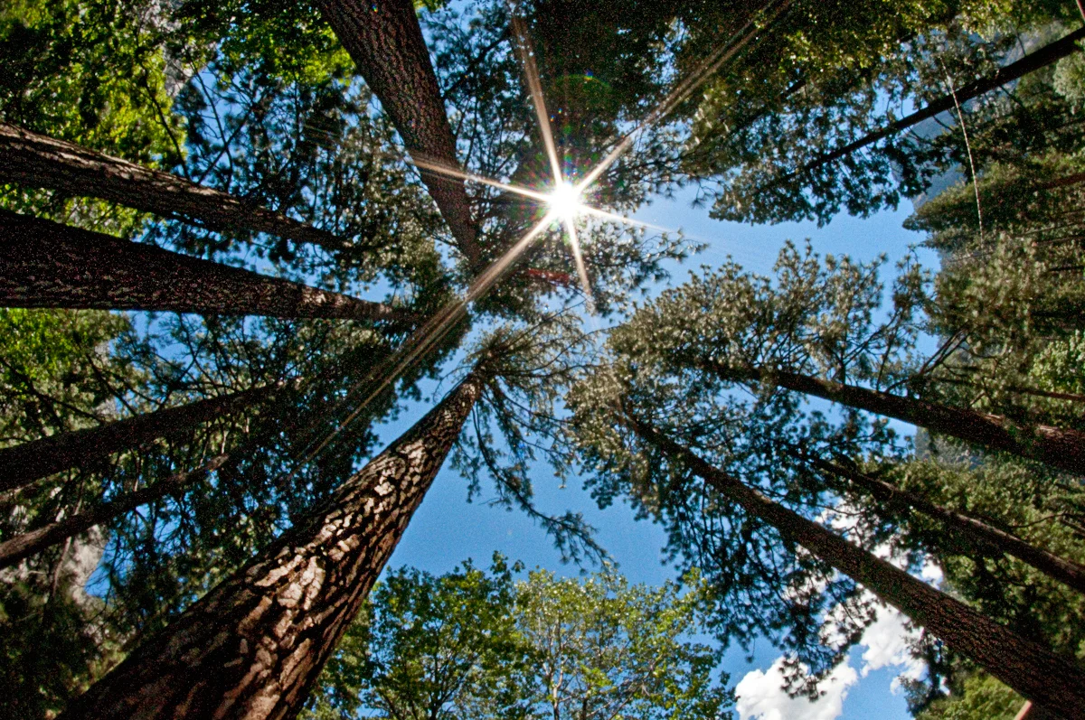 ​Yosemite National Park 
