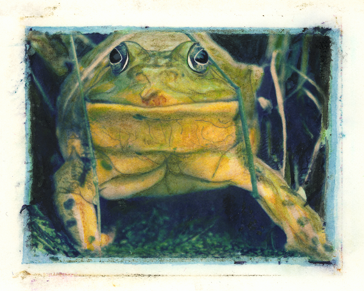 Full Frontal Bullfrog