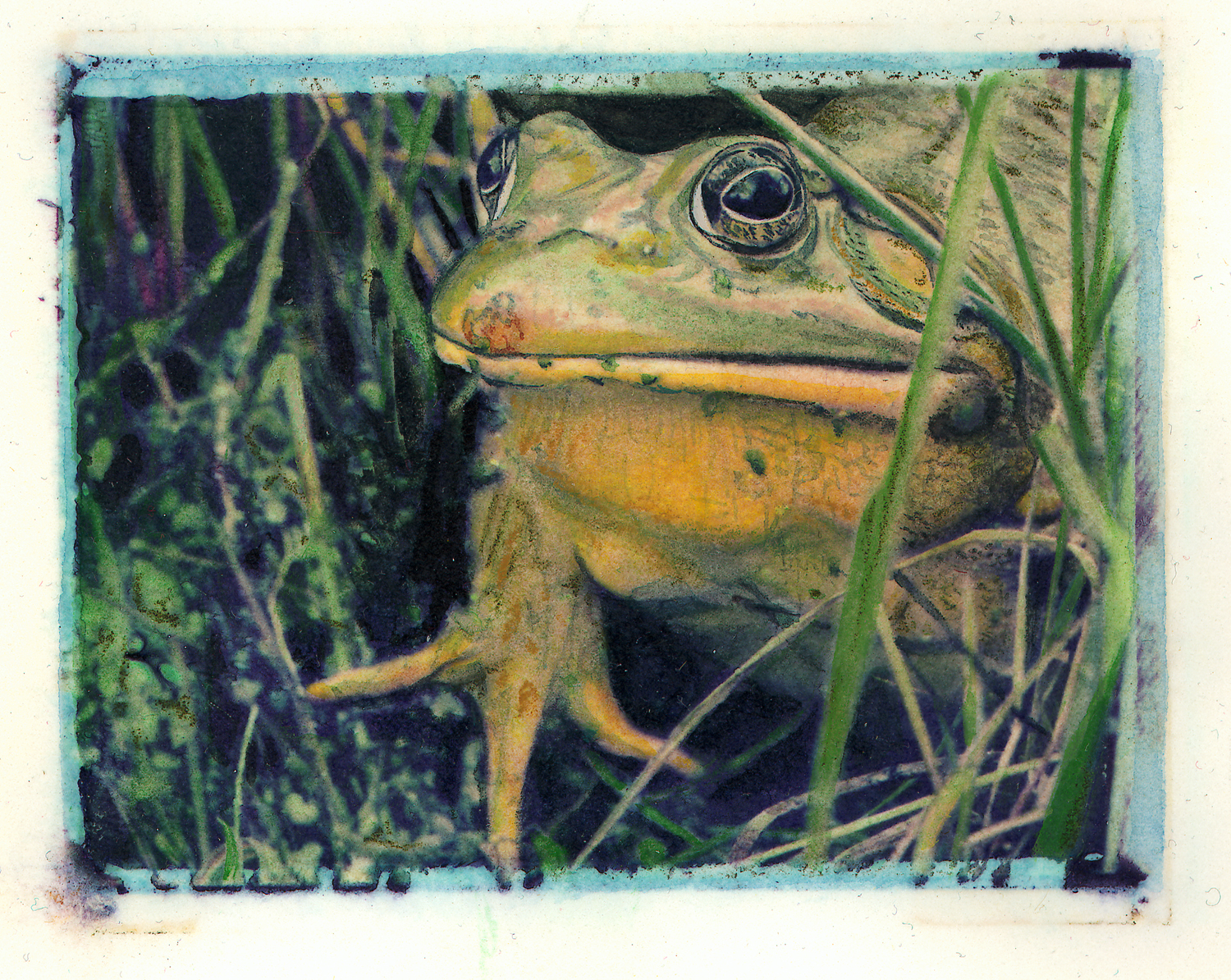 Bullfrog Looking Left