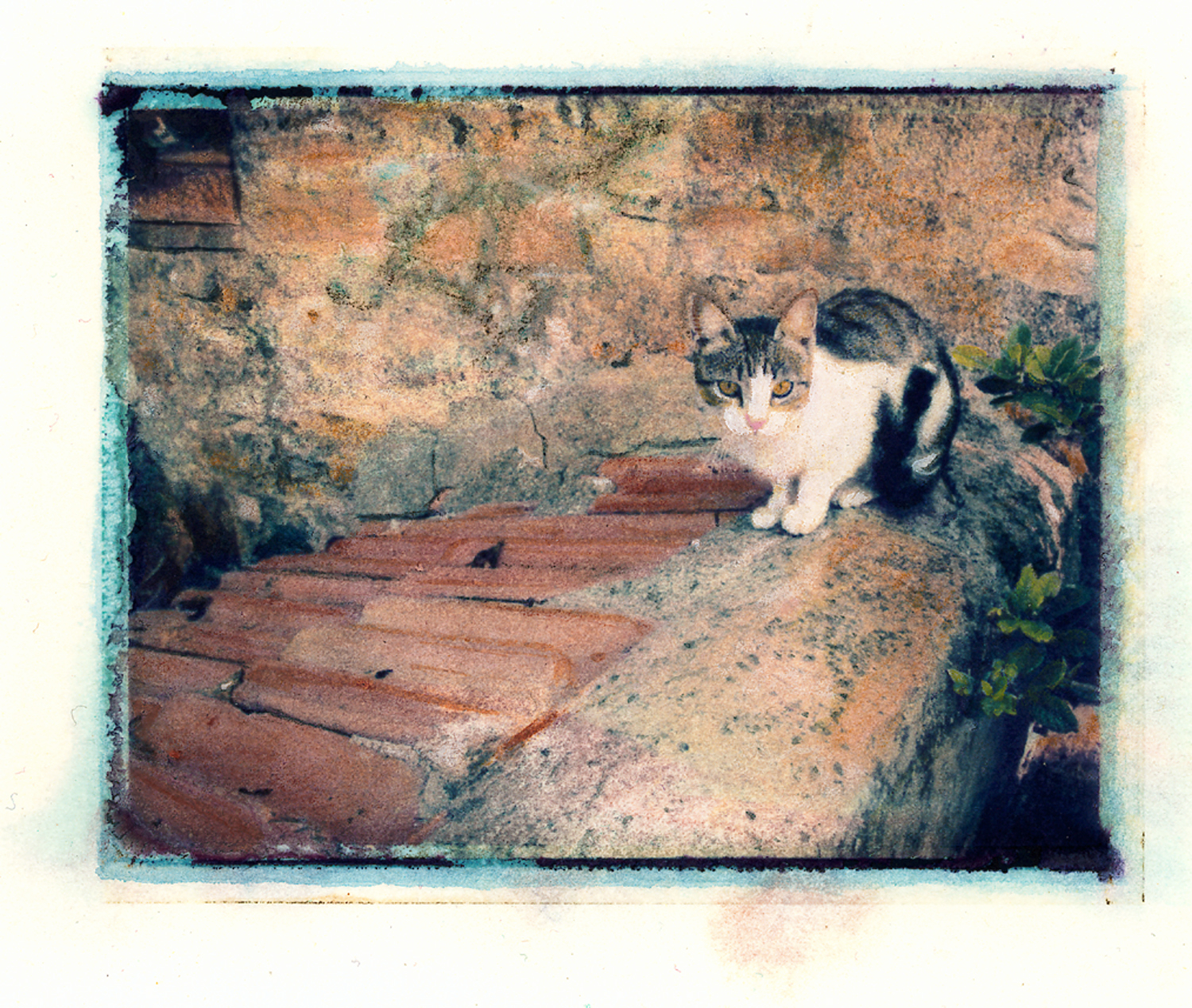 Cat on Roof, Tuscany