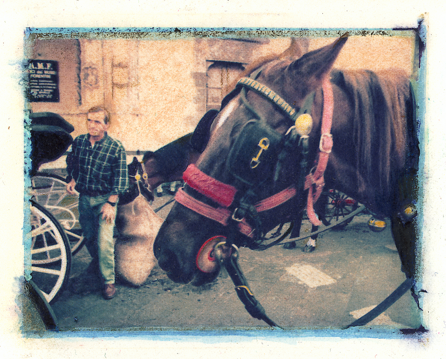 Carriage Horse, Florence