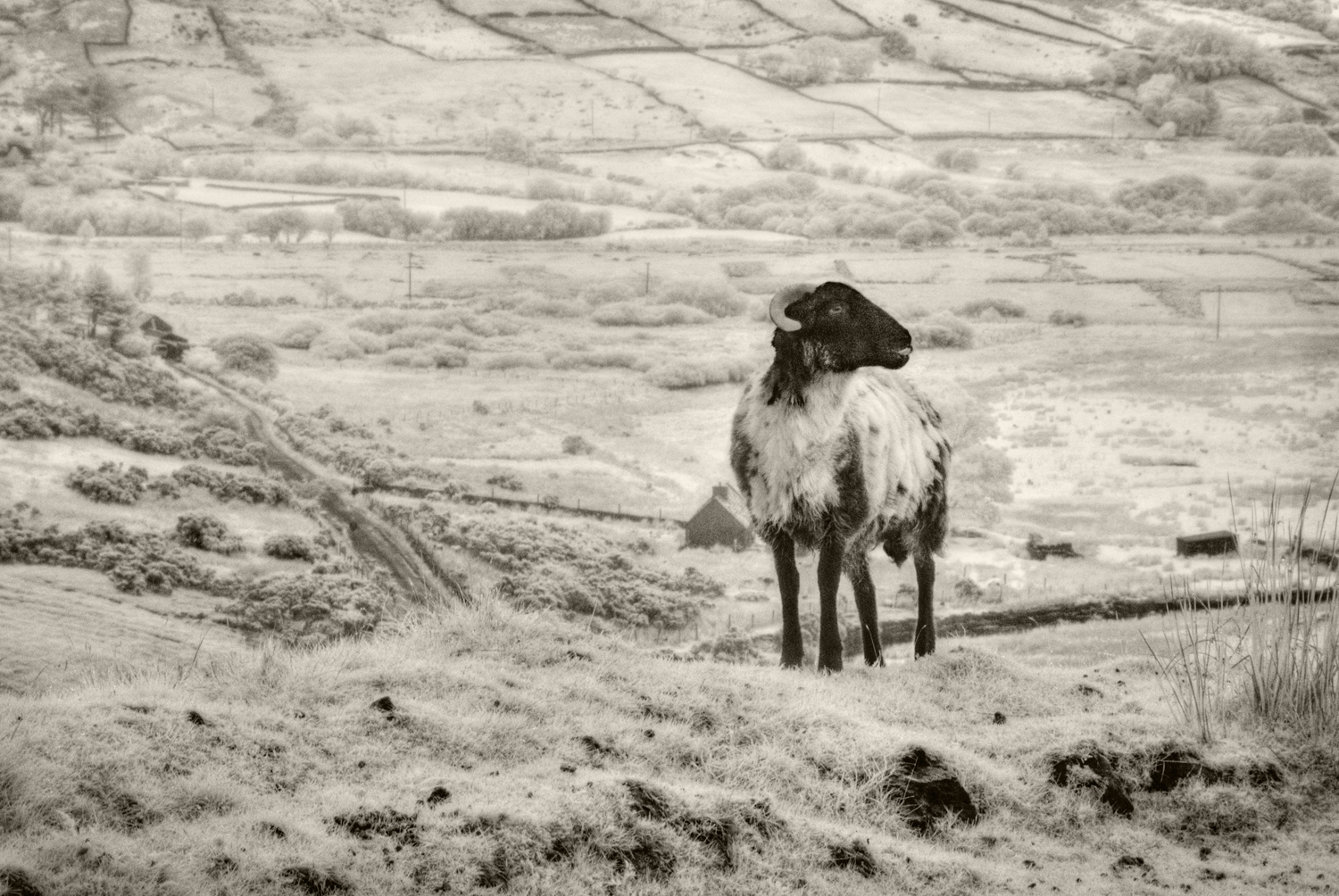 Lone Sheep, Connemara