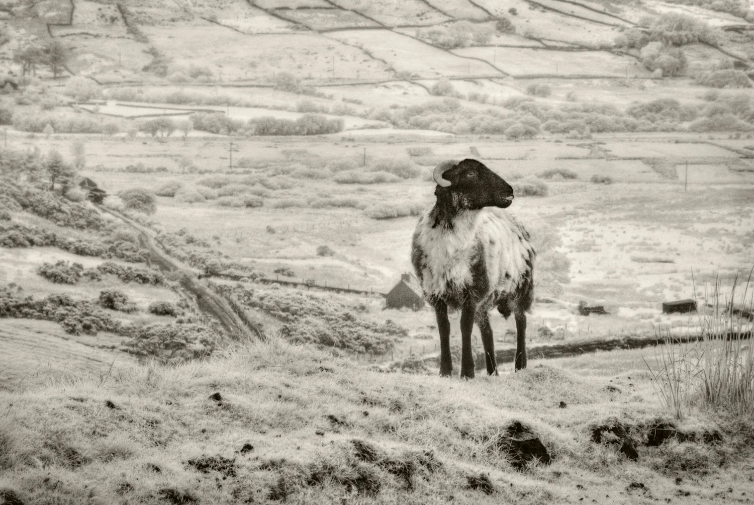 Lone Sheep, Connemara