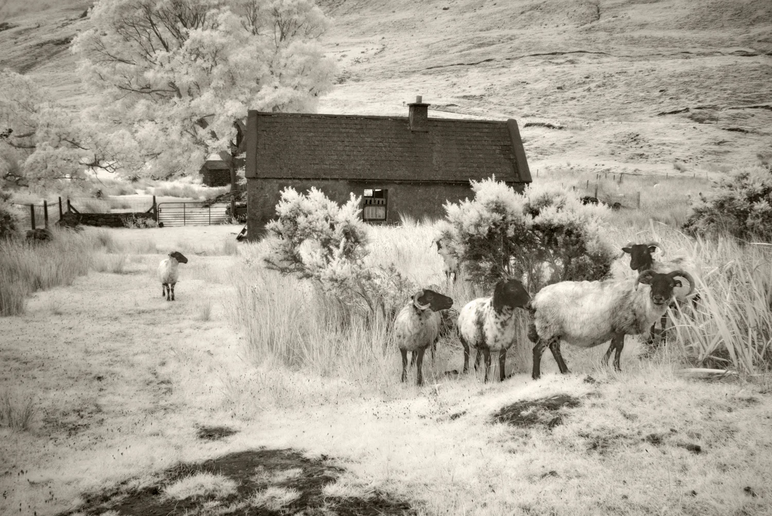 Sheep and Barn, Connemara