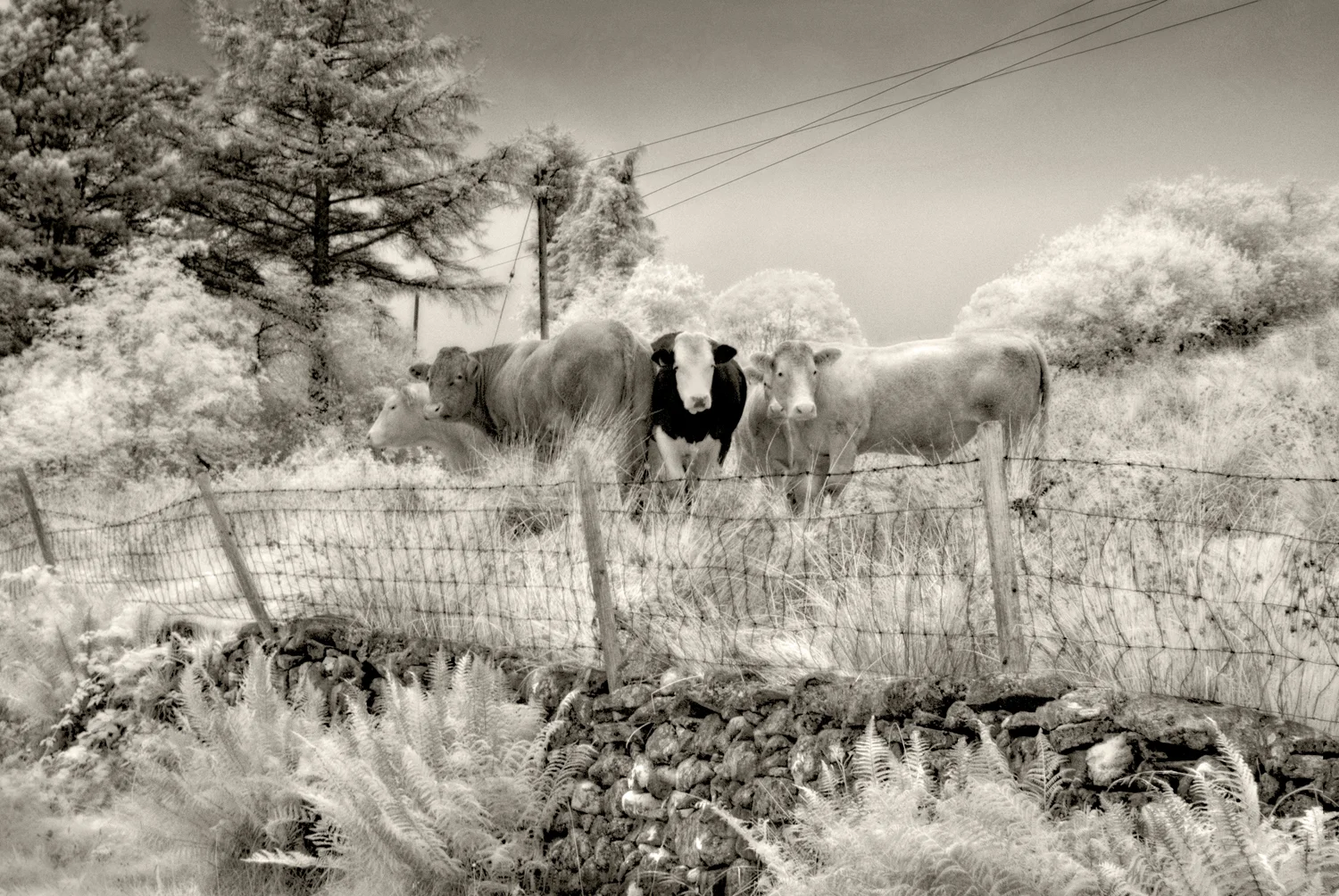 Cows, Lough Na Fooey