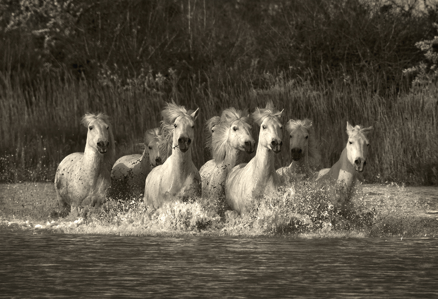 Galloping through the Marsh, Camargue