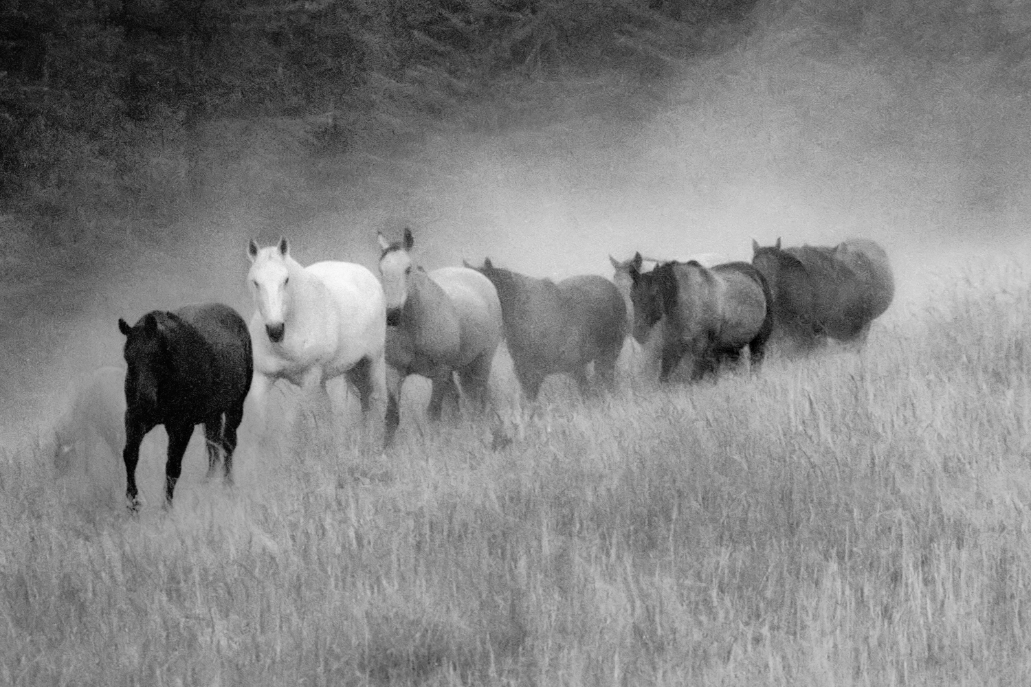 Dusty Trail, Montana