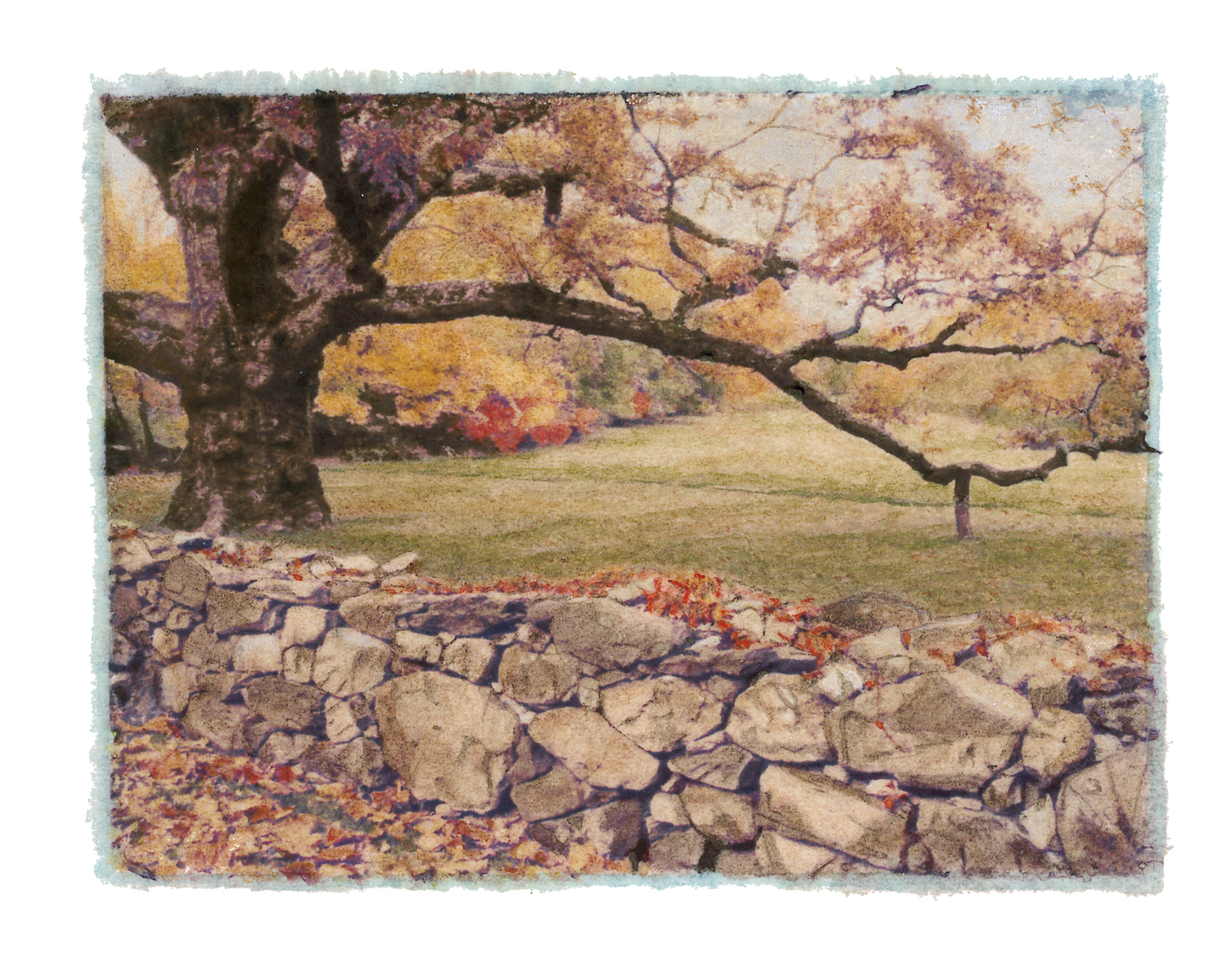 Bedford Oak Fall