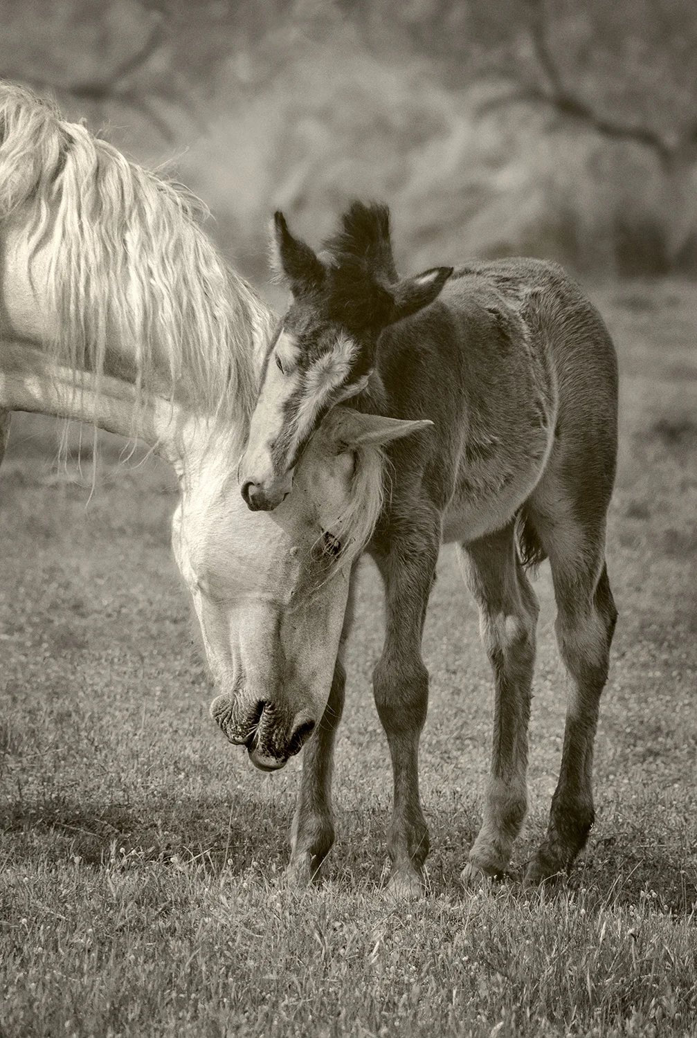 Mare and Colt