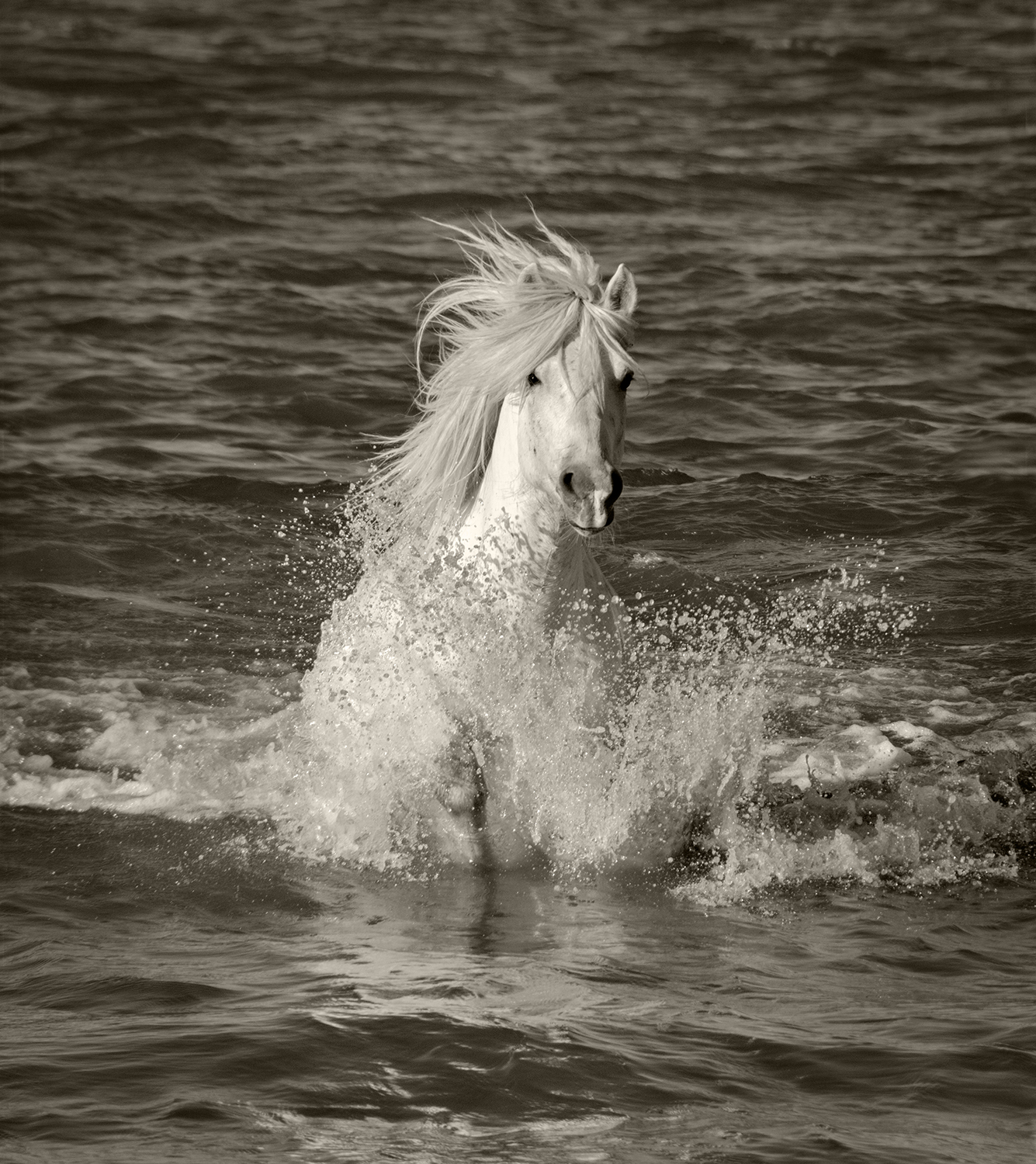 Single Horse Splash
