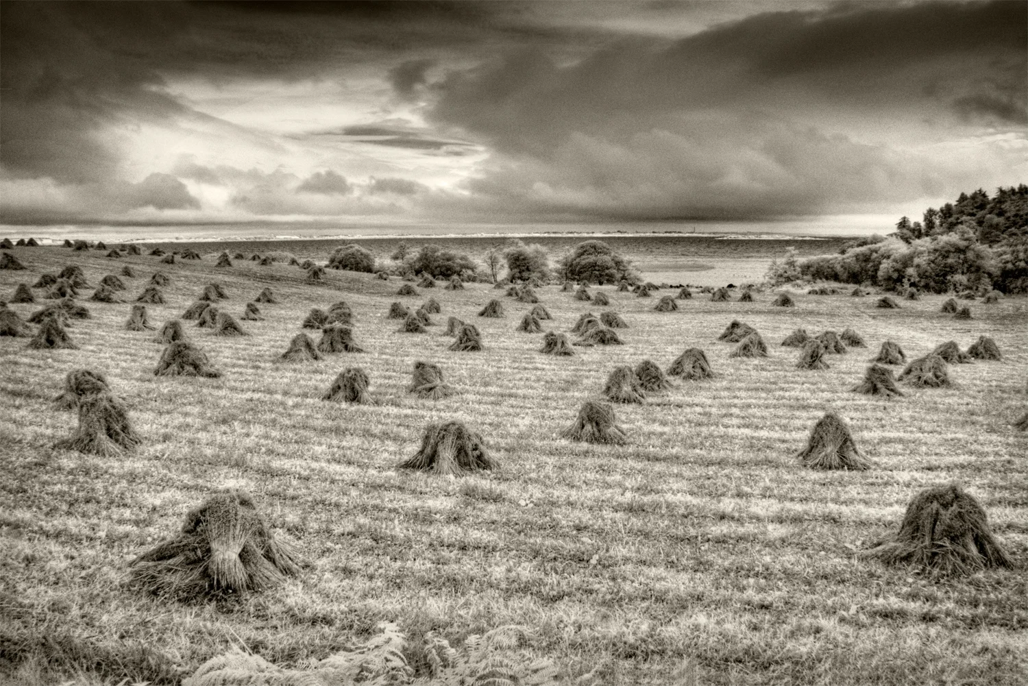 Hayfields, Lough Mask