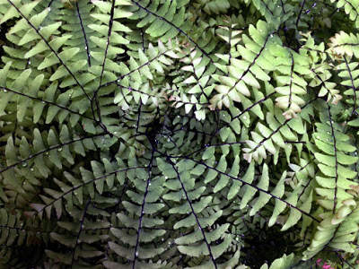 fern.jpg