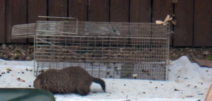 Groundhog eating mulberries