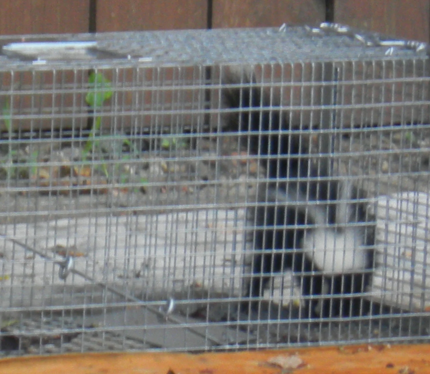 Caged Skunk, who was taken away by animal control.