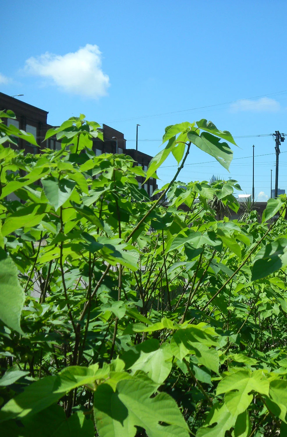 Kozo (mulberry) growing in the garden in Cleveland. It is harvested every Fall. The inside layer of bark is striped and cooked/steamed off the stem to harvest the pulp.