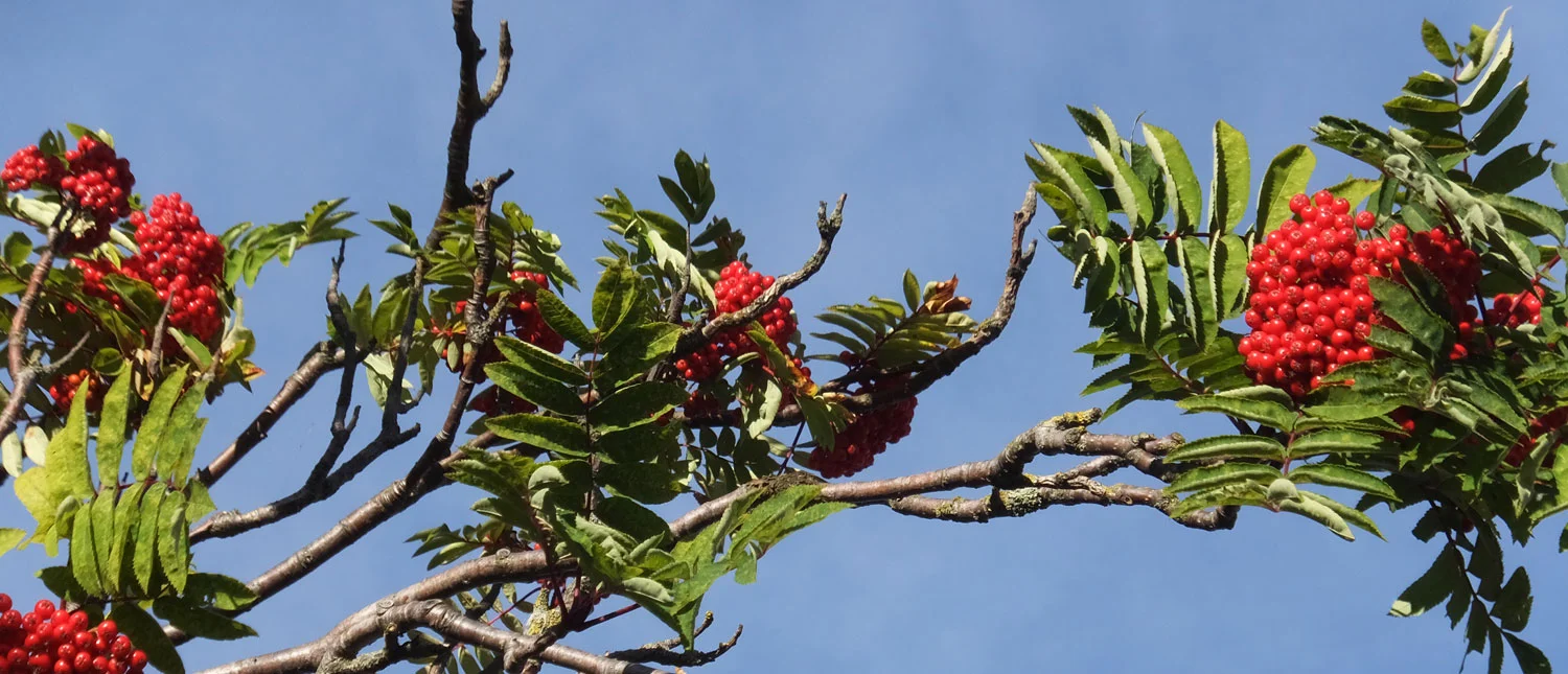 The lovely bright red berries of the Rowan tree.