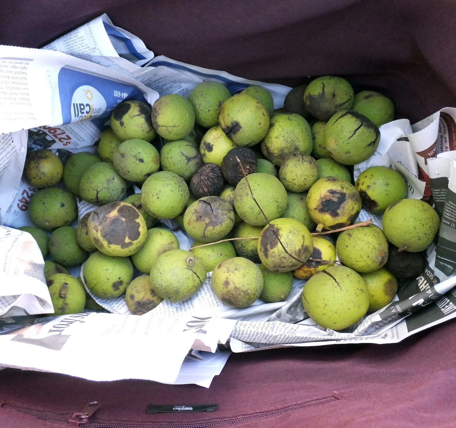 Black Walnuts in my bag