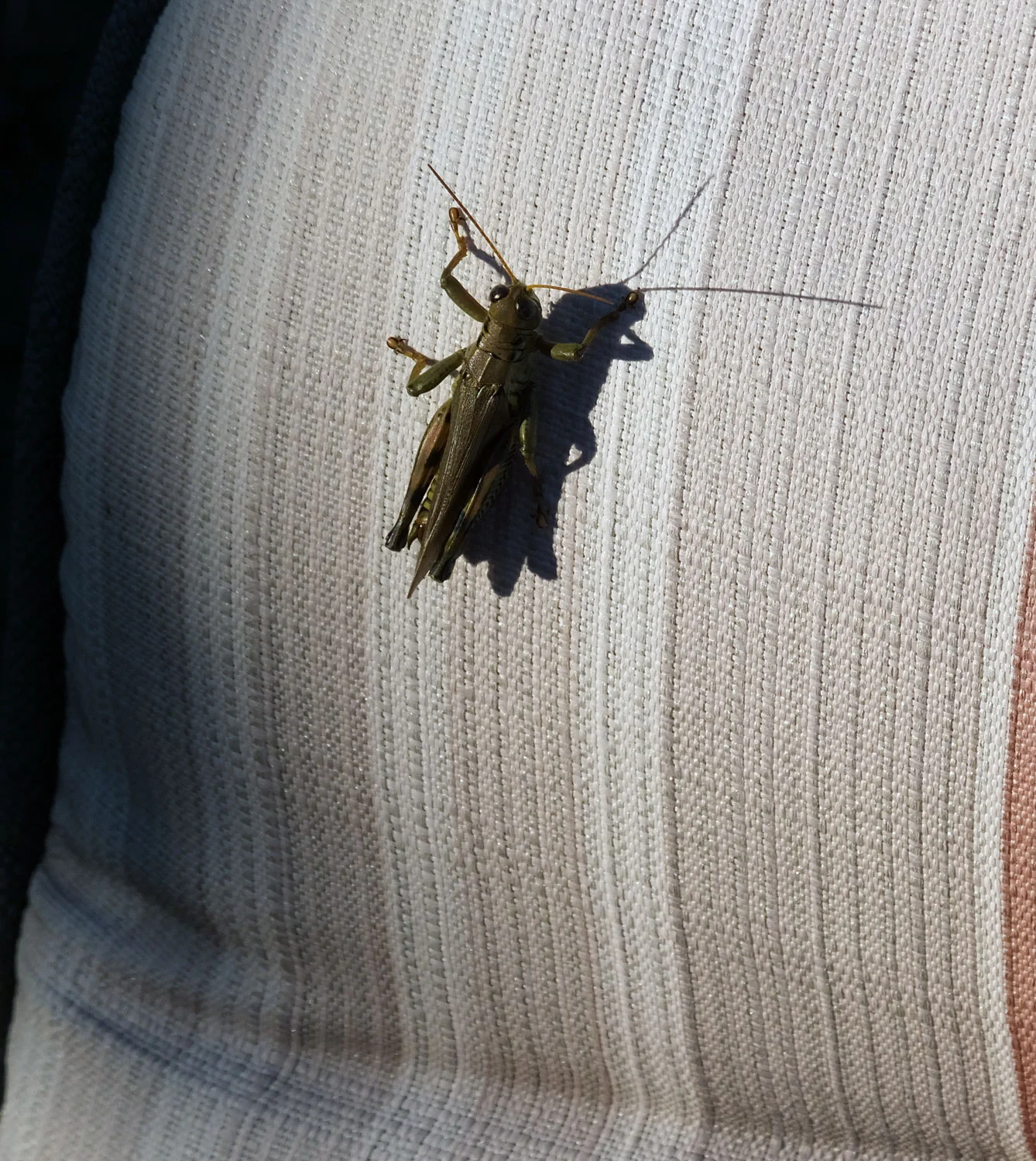 Grasshopper looking on as I prepare the scarves for dye.