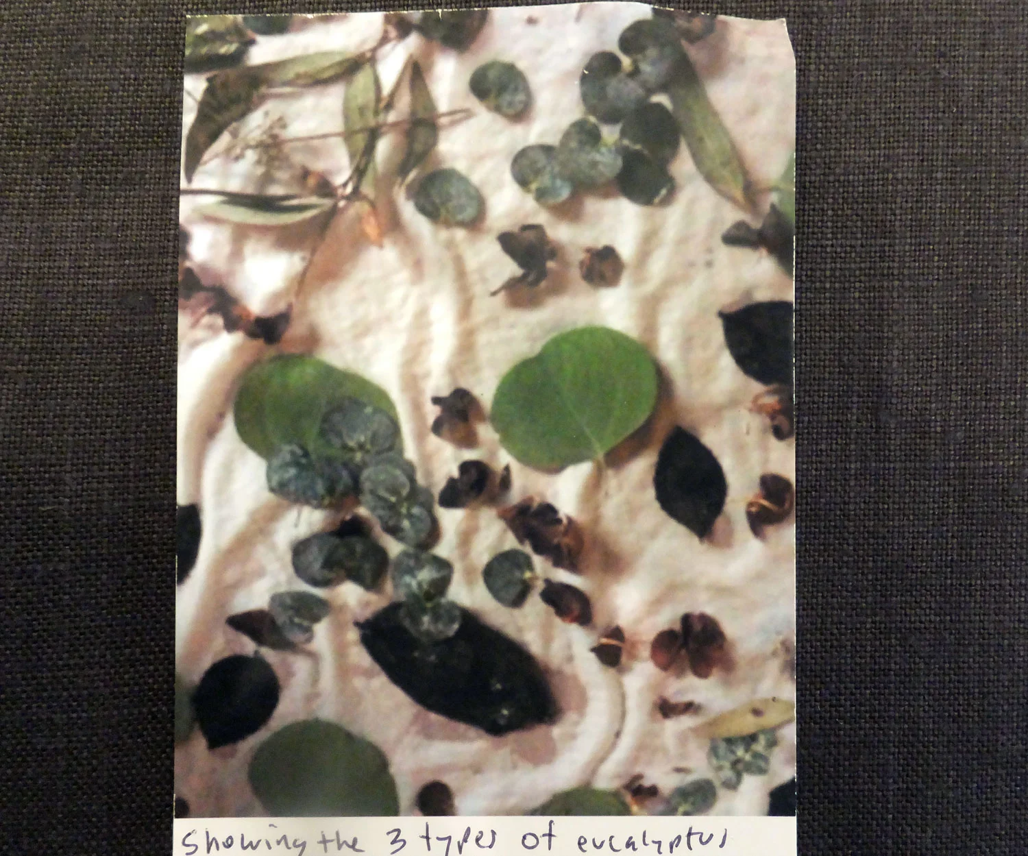 Picture of the Photograph Ruth sent to me showing the different types of eucalyptus she used.