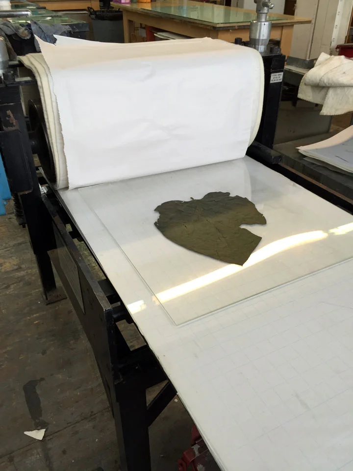 The Conrad print bed with one of my dried and flattened Catalpa leaves used here to illustrate how one might run a leaf through the press.