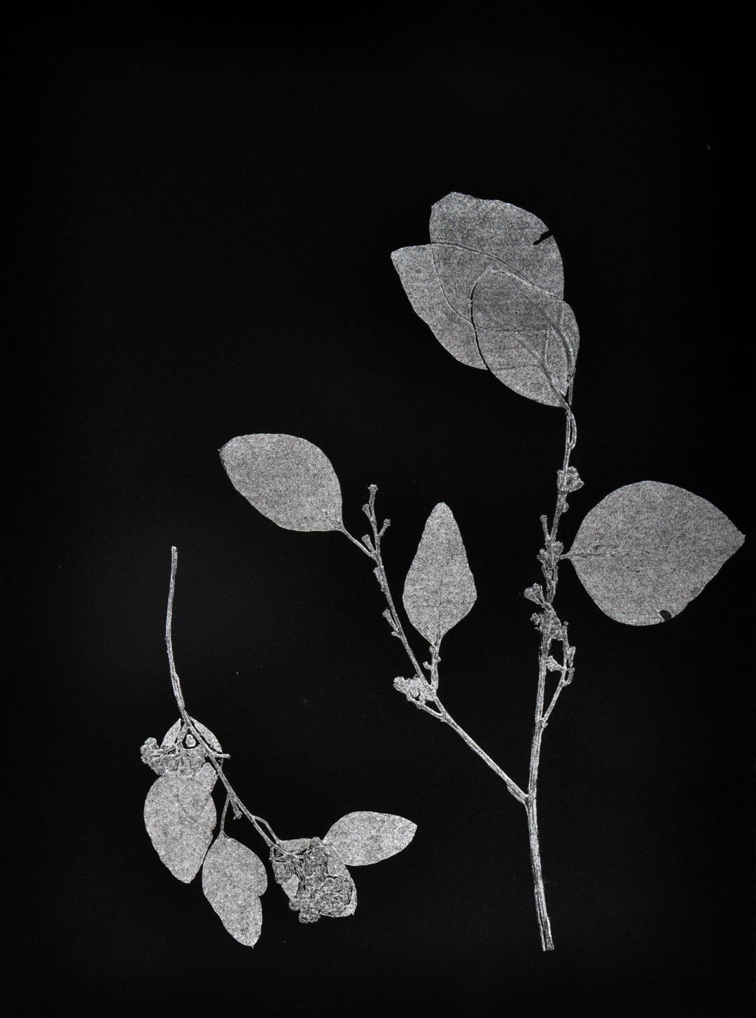 Monotype, 2014, Christine Mauersberger dried and flattened seeded eucalyptus, silver ink, black somerset paper. 11" x 15"