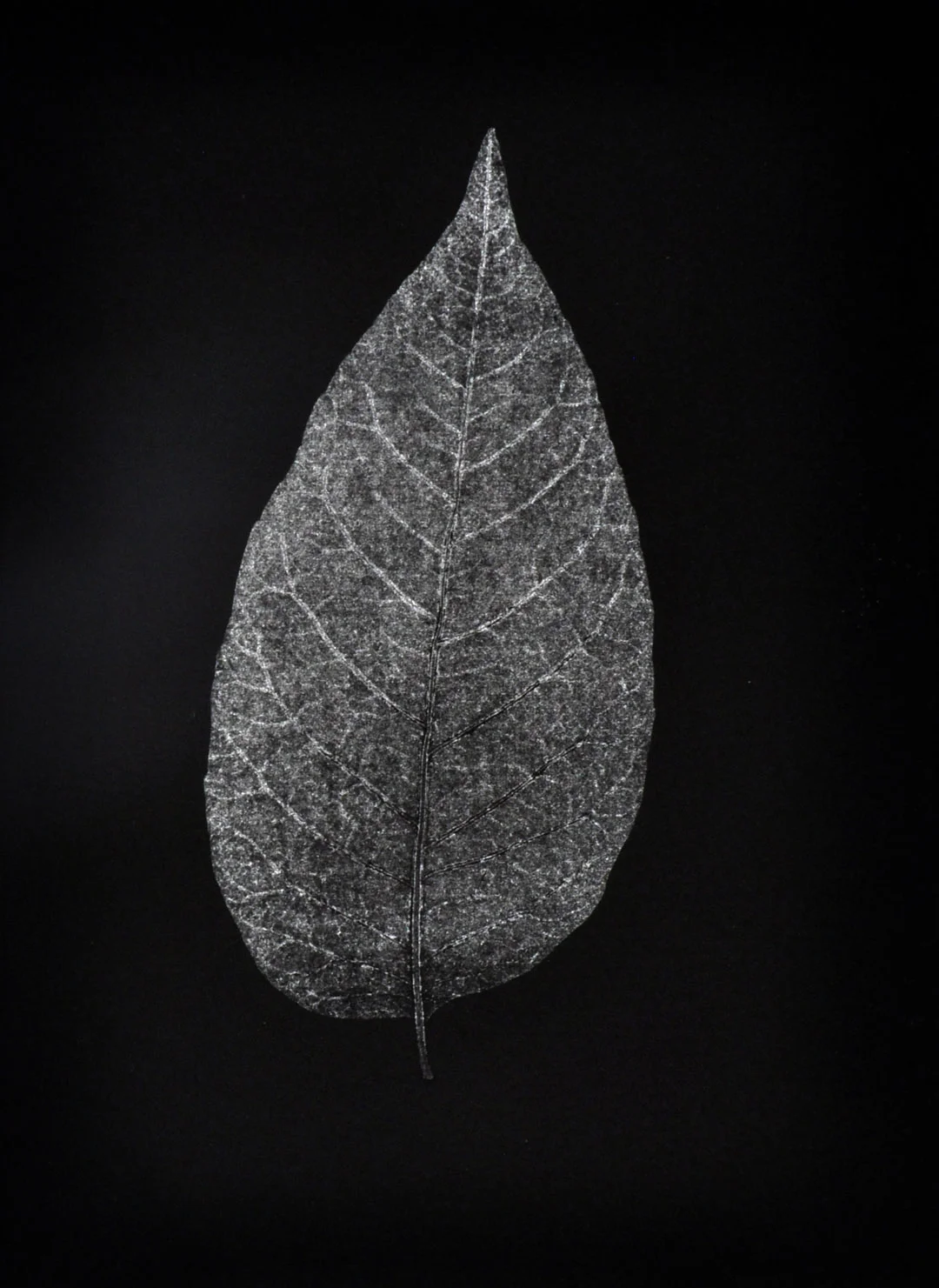 Monotype, 2014, Christine Mauersberger dried and flattened Leaf, silver ink, black somerset paper. 5 1/2" x 7 1/2"
