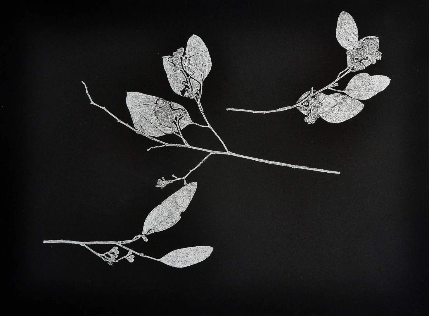 Monotype, 2014, Christine Mauersberger dried and flattened seeded eucalyptus, silver ink, black somerset paper. 15" x 11"