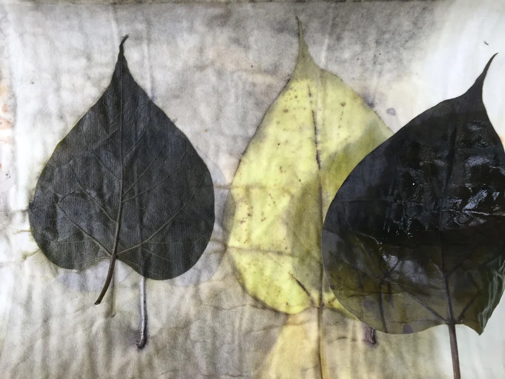 Catalpa leaves from my yard on paper