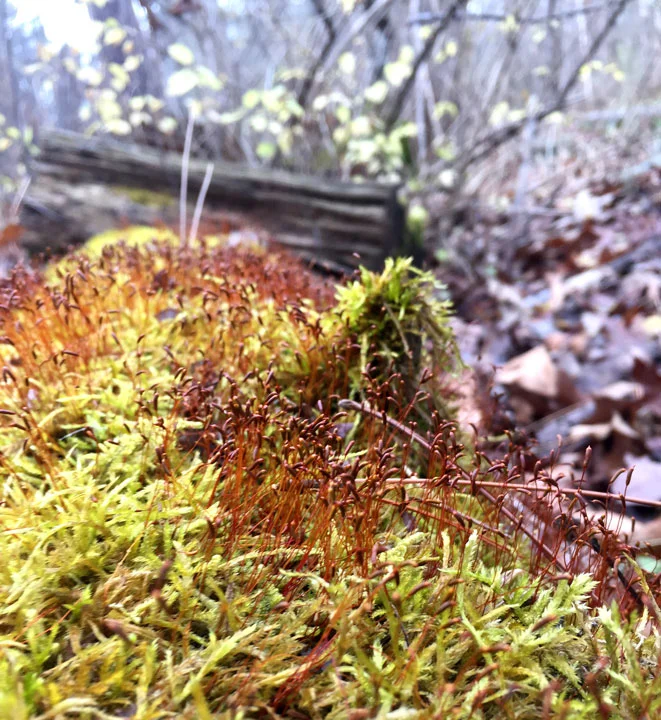 Detail of moss in the Cleveland Metroparks in mid December. 