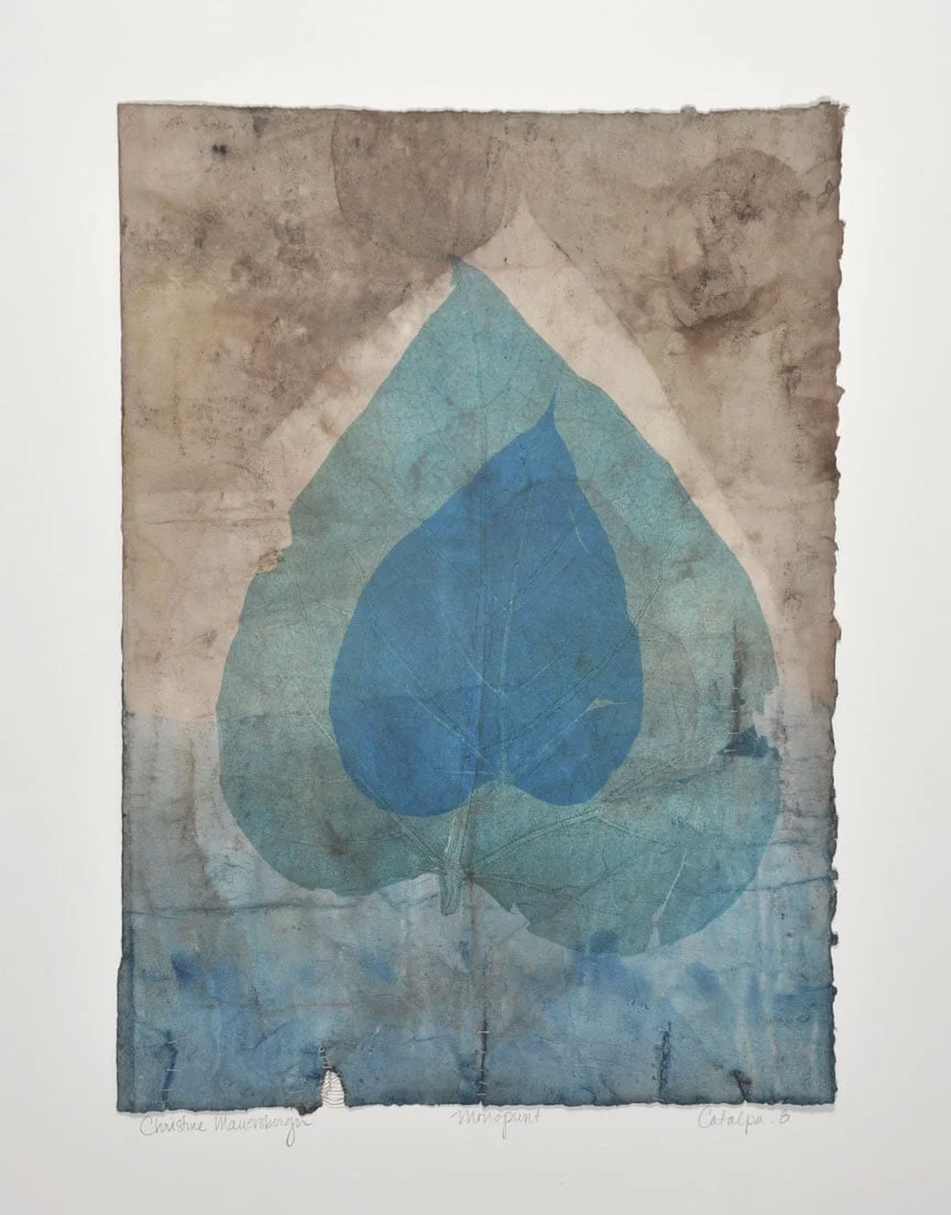 Catalpa.8