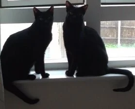 Laura, Tiny and Tim