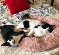 Ali, Frankie and Ore