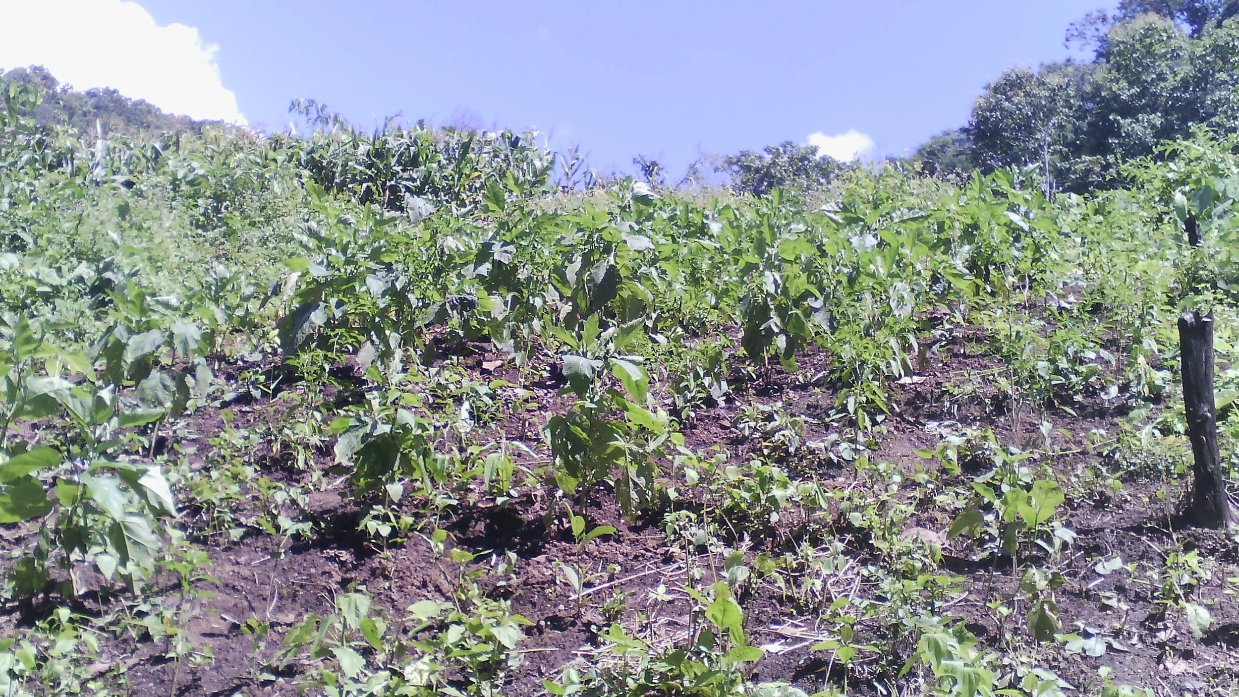 "Seeds growth for the poor"