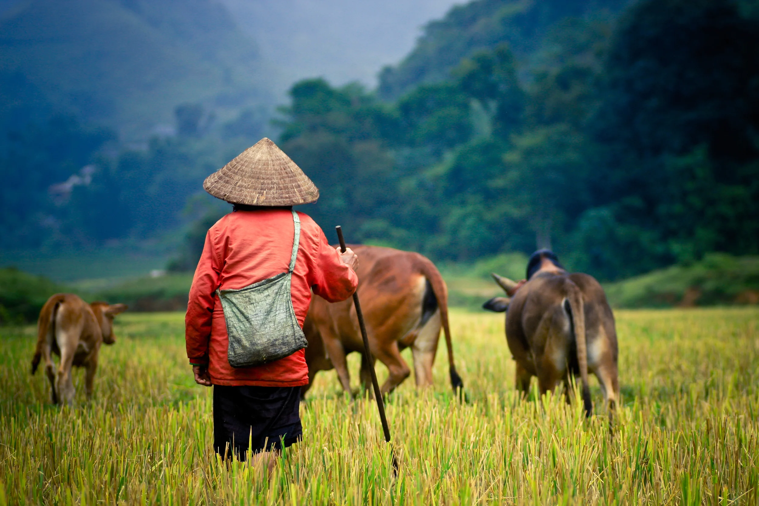 cambodia fields buffalo.jpg