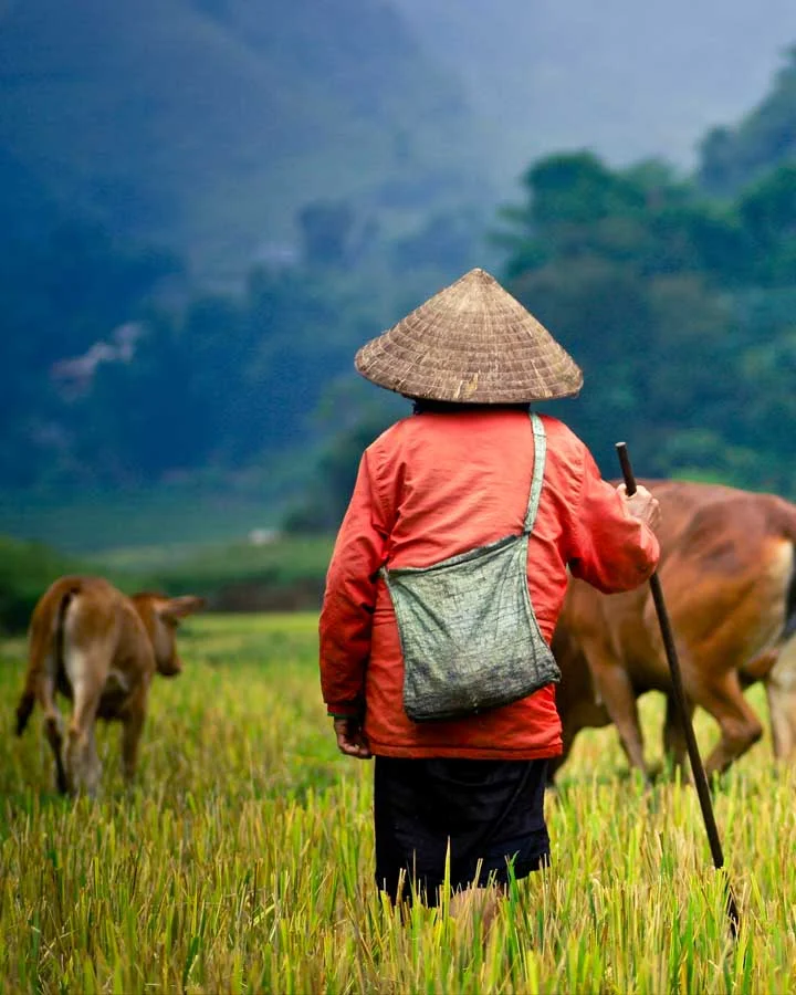 cambodia-fields.jpg